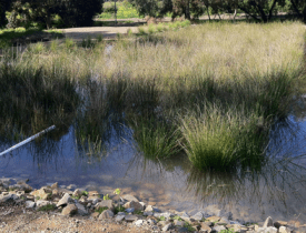 water with reeds growing in it